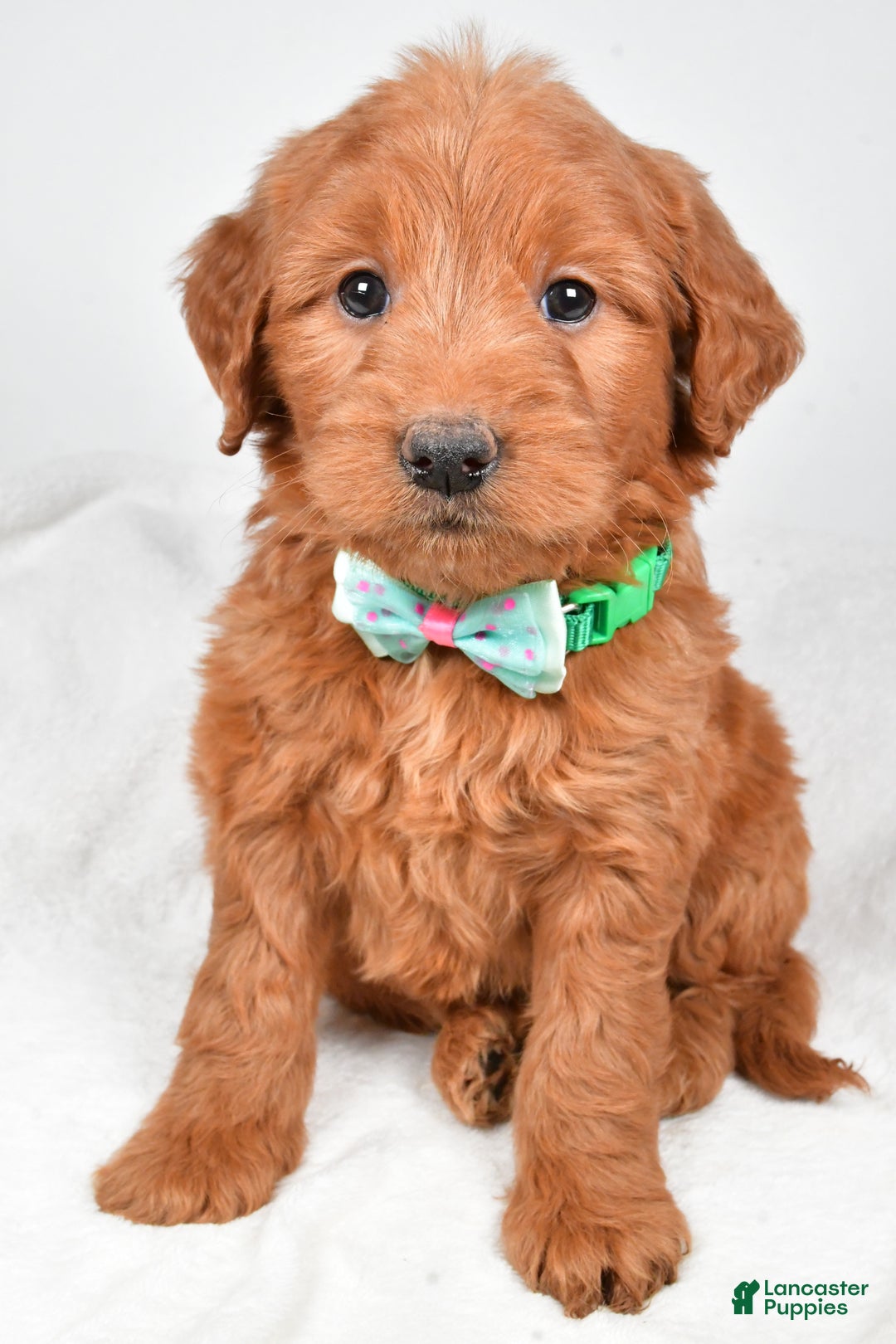 Mini Goldendoodle dogs for sale: Brady - Ad 4