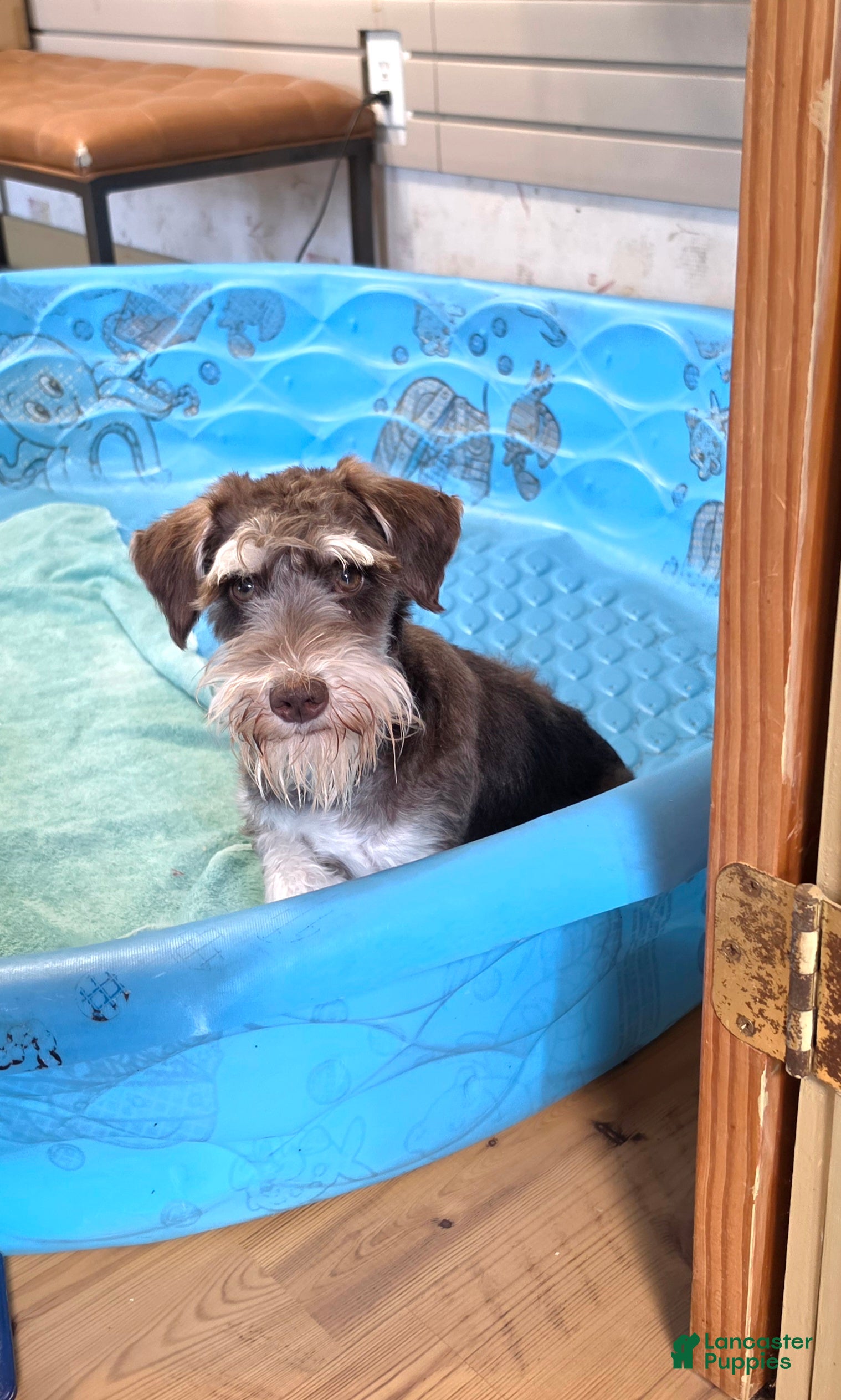 Miniature Schnauzer dogs Sherlock - Ad 2