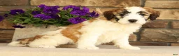 Saint Berdoodles dogs for sale: Mia - Ad 4
