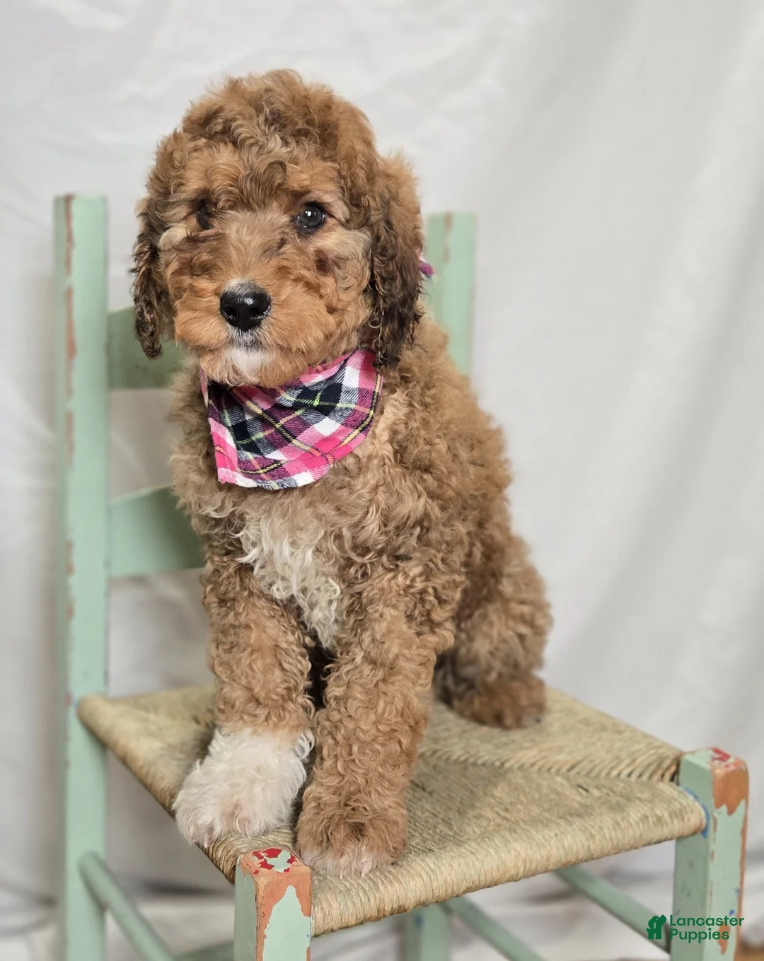 Bernedoodle dogs for sale: Kassie - Ad 3