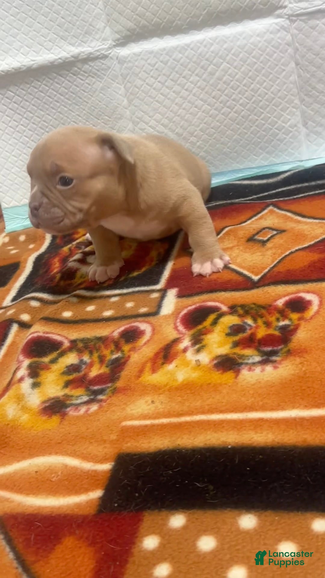 American Bully dogs Saweetie 2.0 - Ad 2