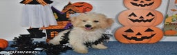 Bichpoo dogs for sale: Cinderella - Ad 13