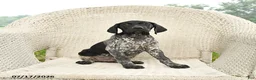 German Shorthaired Pointer dogs for sale: Dixie - Ad 5