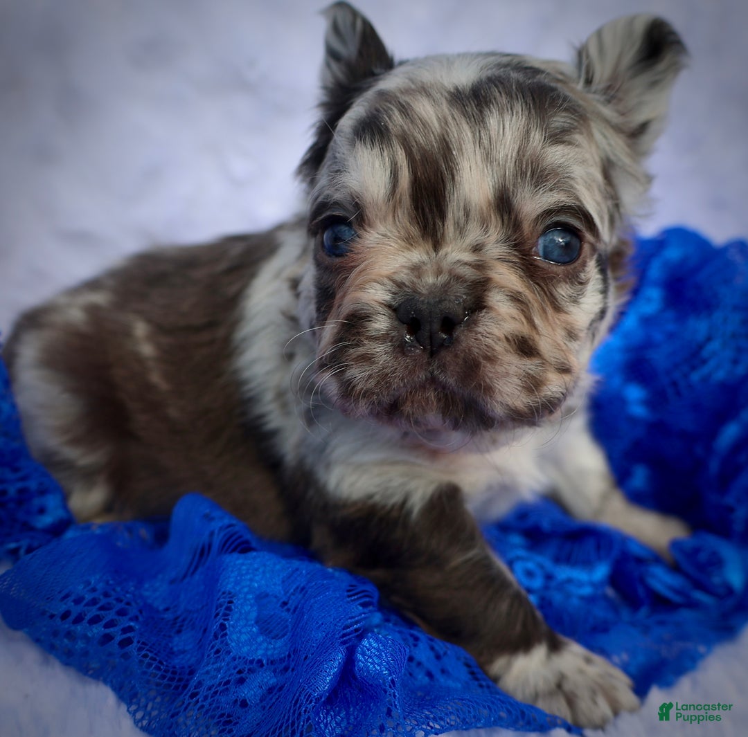 French Bulldog dogs for sale: Ricky - Ad 1