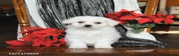Bichon Frise dogs for sale: Dakota - Ad 5
