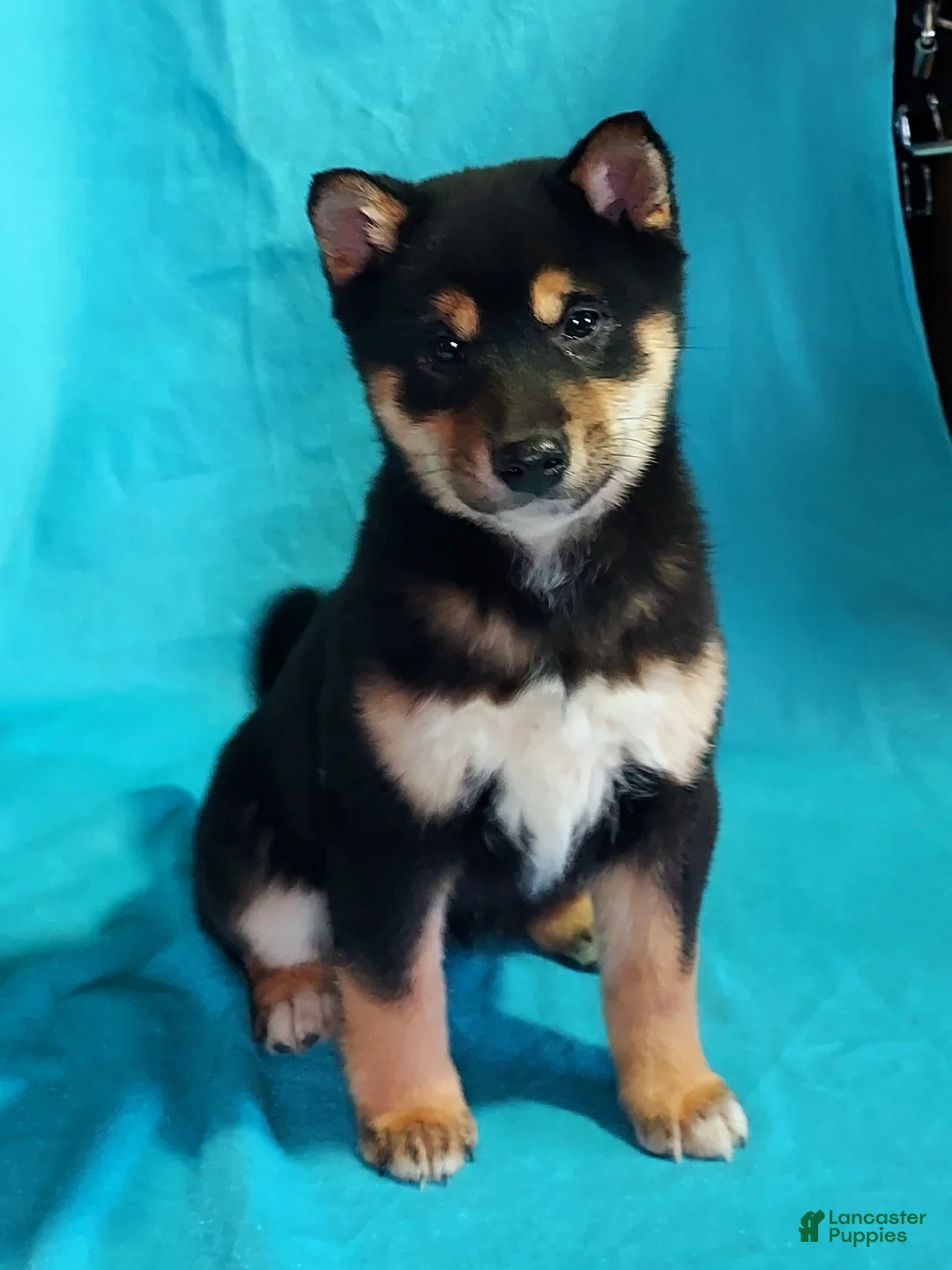 Shiba Inu dogs for sale: Bradon  - Ad 5