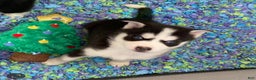 Pomsky dogs for sale: Twizzle - Ad 2