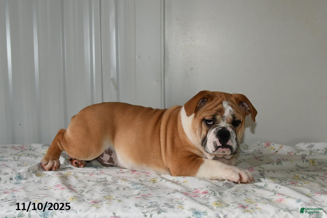 Mixed Breed dogs for sale: Bruce - Ad 4