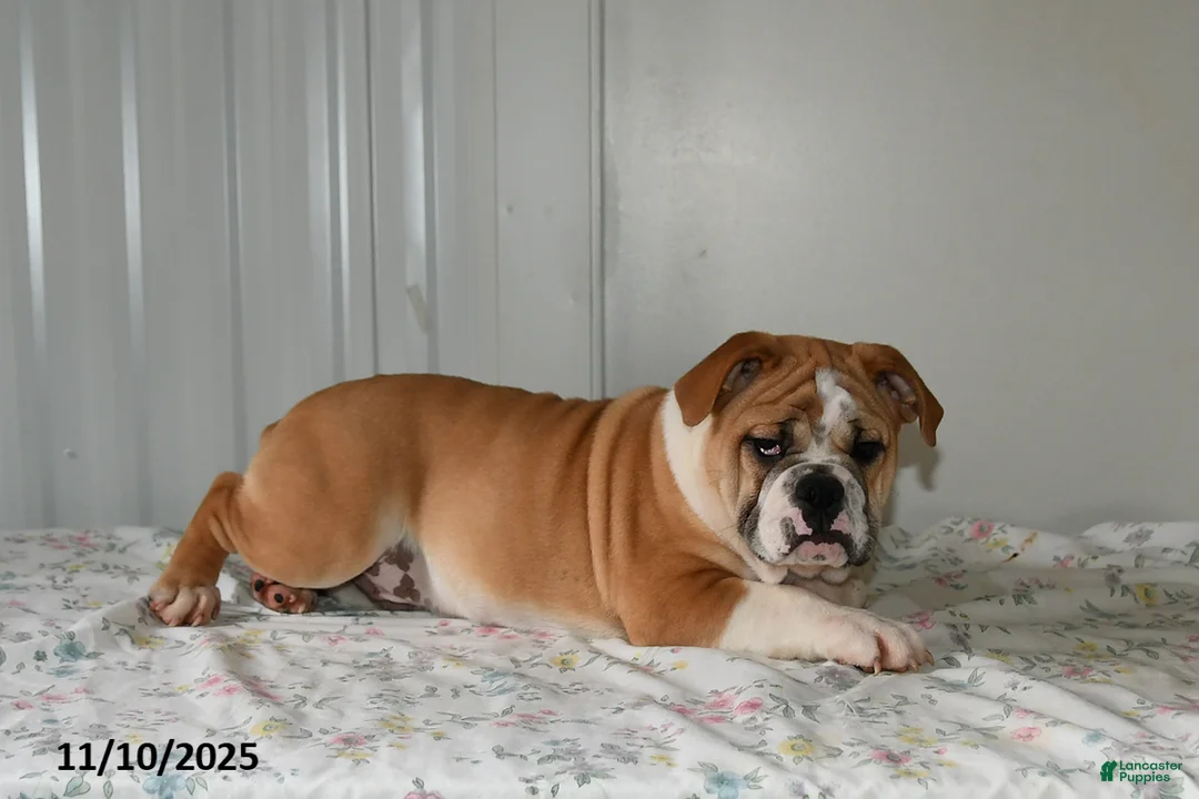 Mixed Breed dogs for sale: Bruce - Ad 4