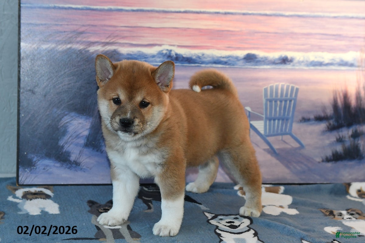 Shiba Inu dogs Anthony - Ad 10