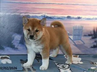 Shiba Inu dogs Anthony - Ad 23