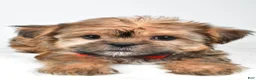 Shorkie dogs for sale: Archie - Ad 4