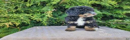 Mini Bernedoodle dogs for sale: Karly - Ad 8
