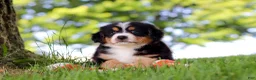 Mini Bernedoodle dogs for sale: Jimminy Cricket - Ad 6