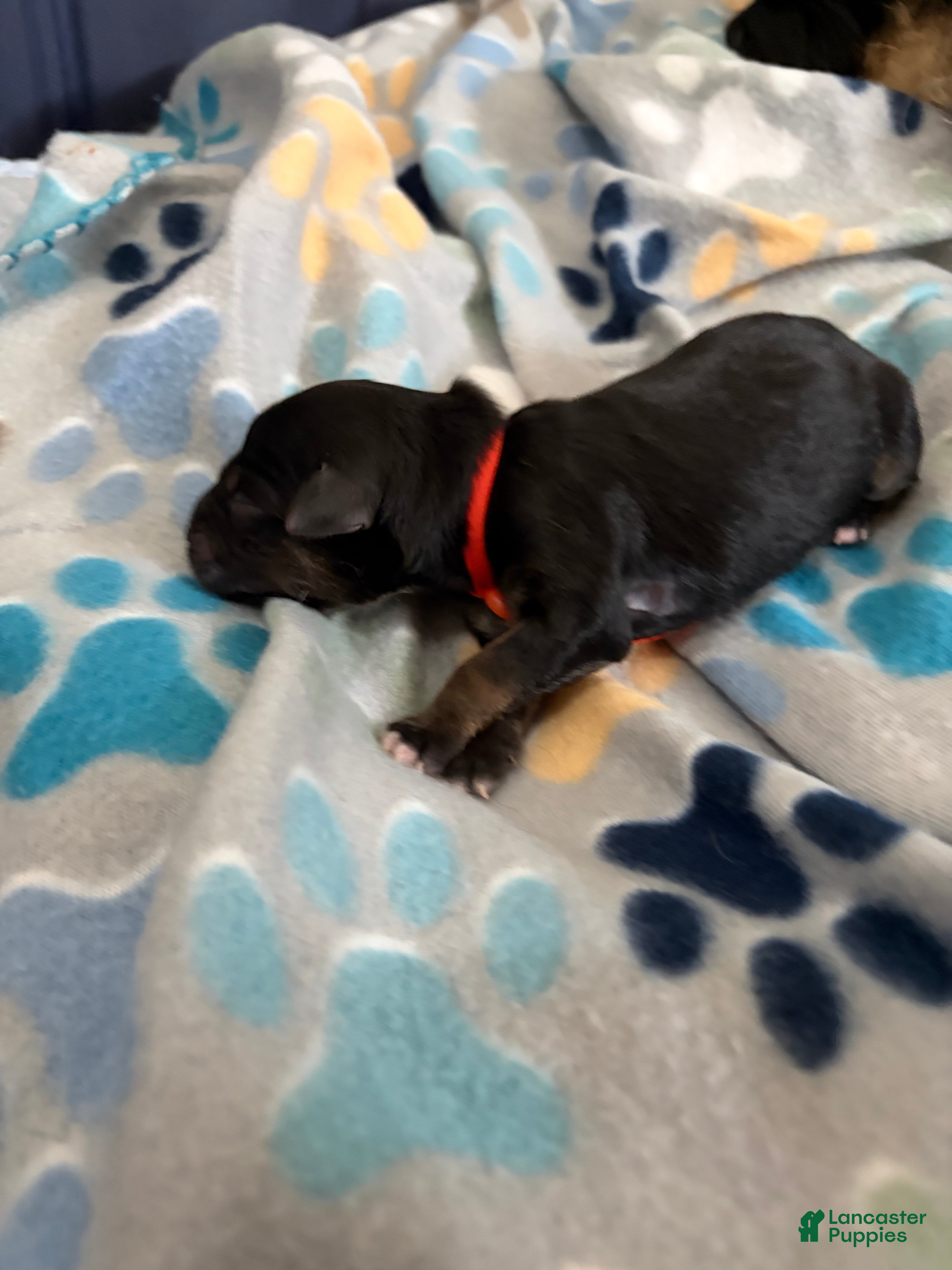 Mixed Breed dogs Mixed Breed Puppy 6 - Ad 12