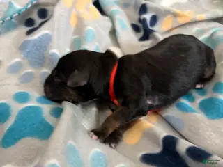 Mixed Breed dogs Mixed Breed Puppy 6 - Ad 12