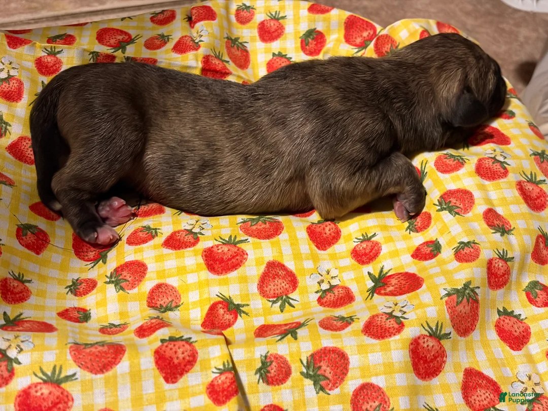 Mixed Breed dogs for sale: Teal Boy - Ad 1