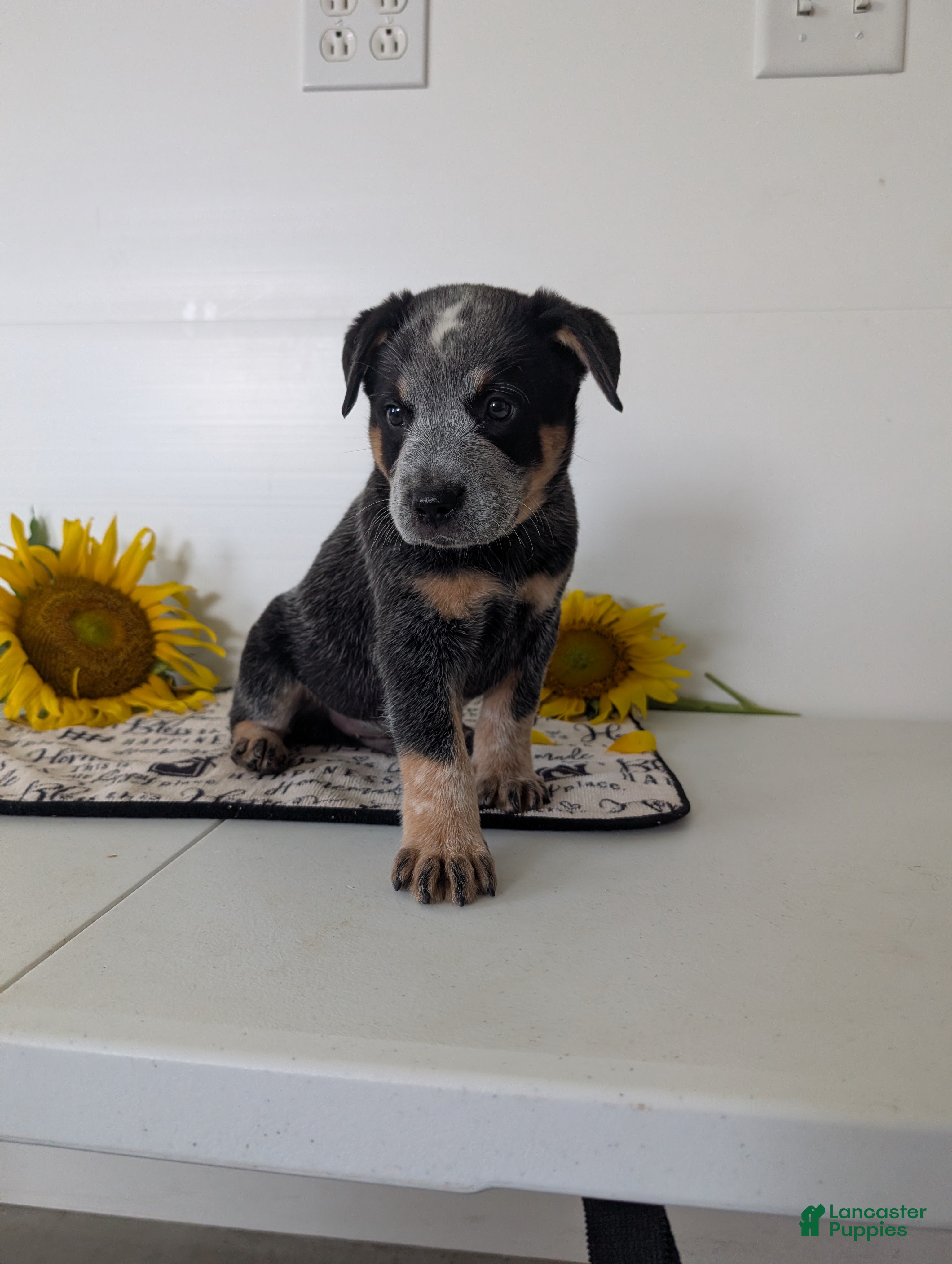 Australian Cattle Dog dogs Jack  - Ad 1