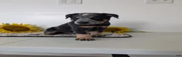 Australian Cattle Dog dogs for sale: Jack  - Ad 1