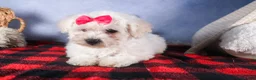 Bichon Frise dogs for sale: Dorria - Ad 2