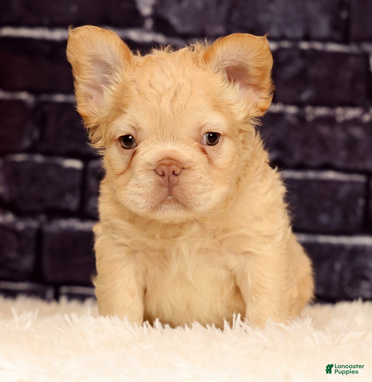 French Bulldog dogs Rolo - Ad 2