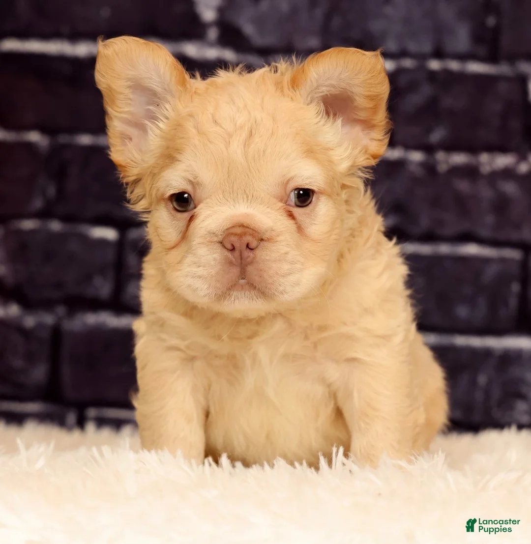 French Bulldog dogs for sale: Rolo - Ad 2