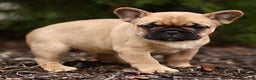 French Bulldog dogs for sale: Raine  - Ad 2