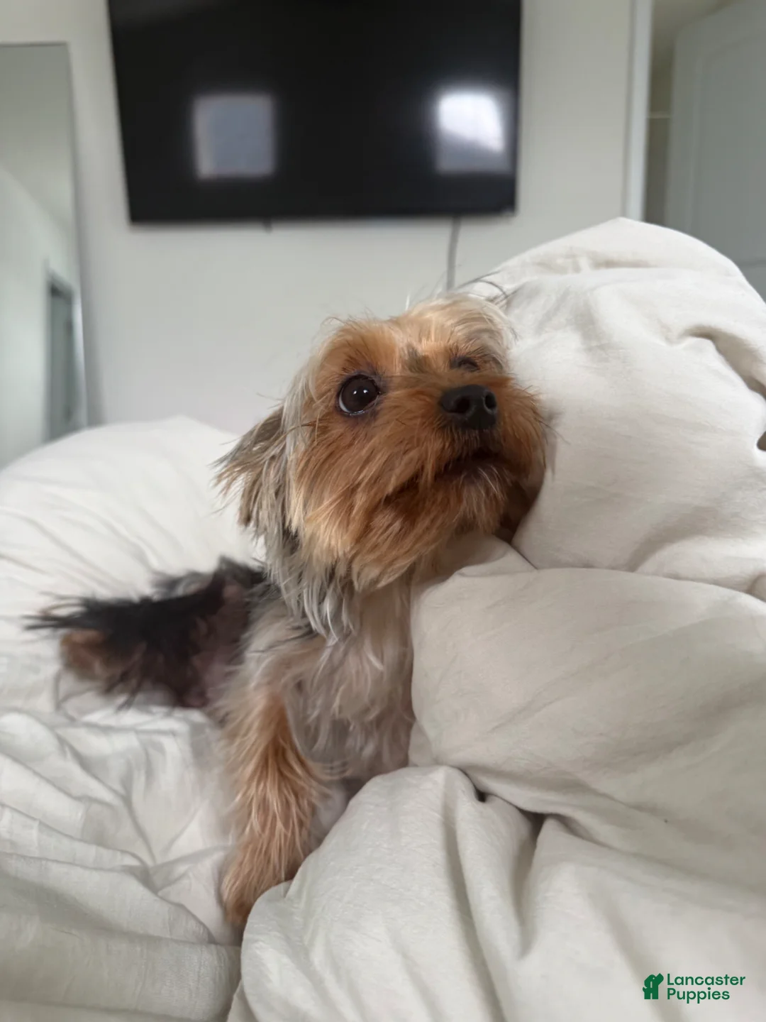Yorkshire Terrier dogs for sale: Yorkshire Terrier Puppy 1 - Ad 3