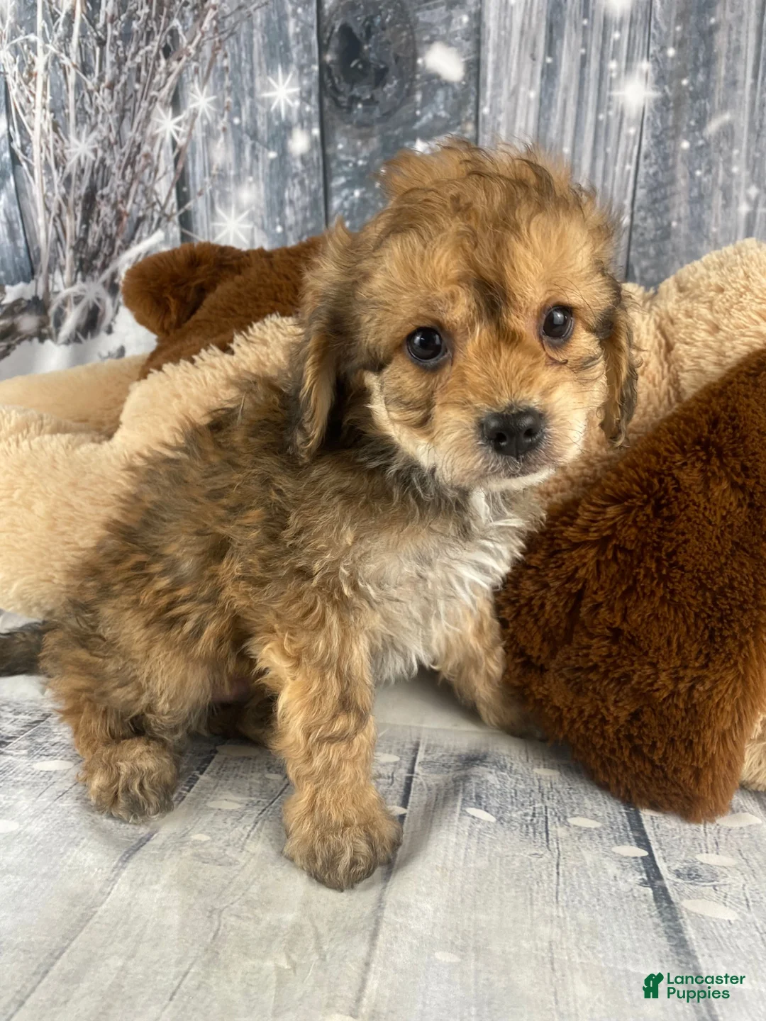 Cavapoo dogs for sale: Ace - Ad 6