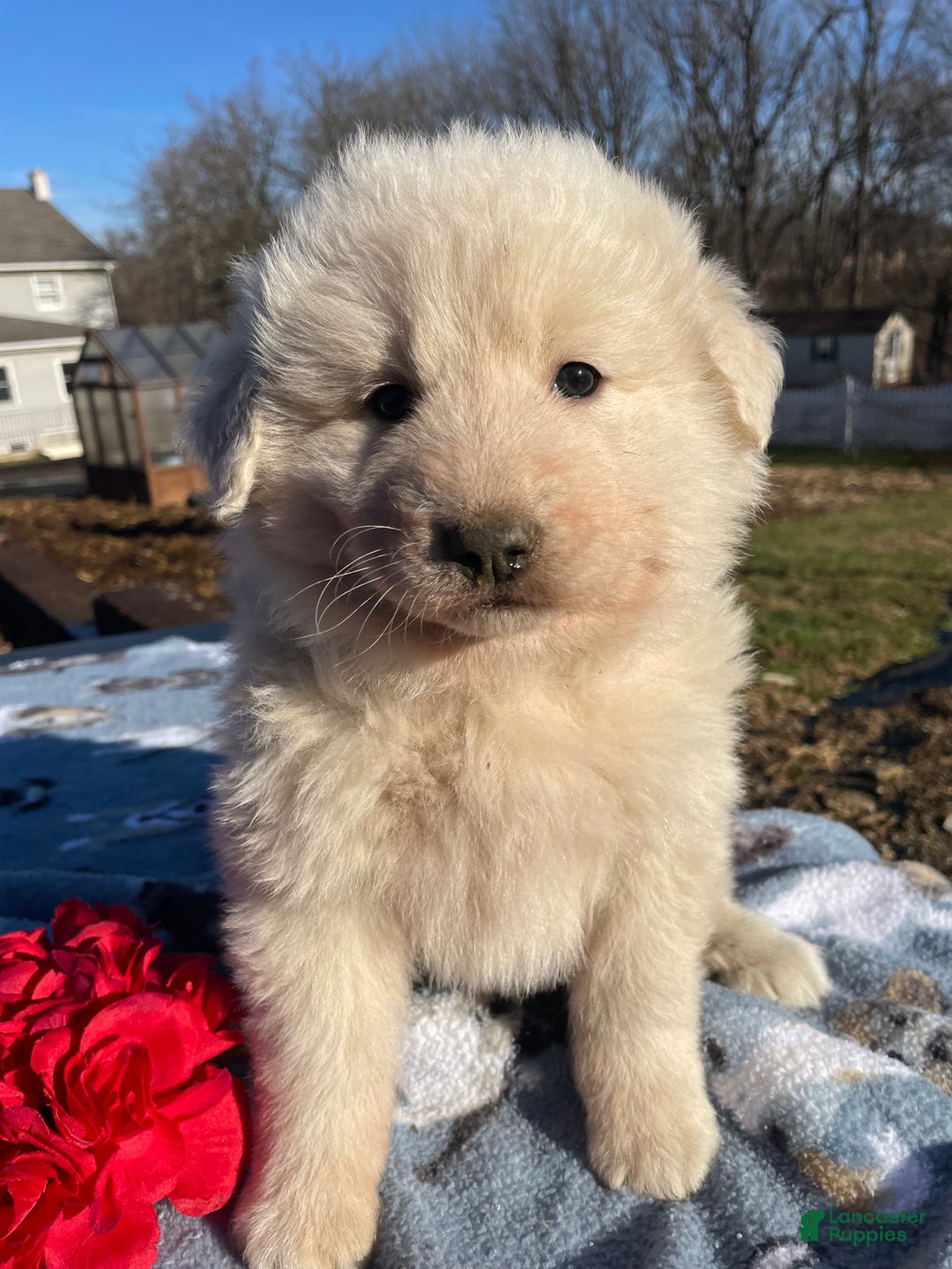 Great Pyrenees dogs for sale: Fluffy - Ad 1