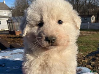 Great Pyrenees dogs Fluffy - Ad 25