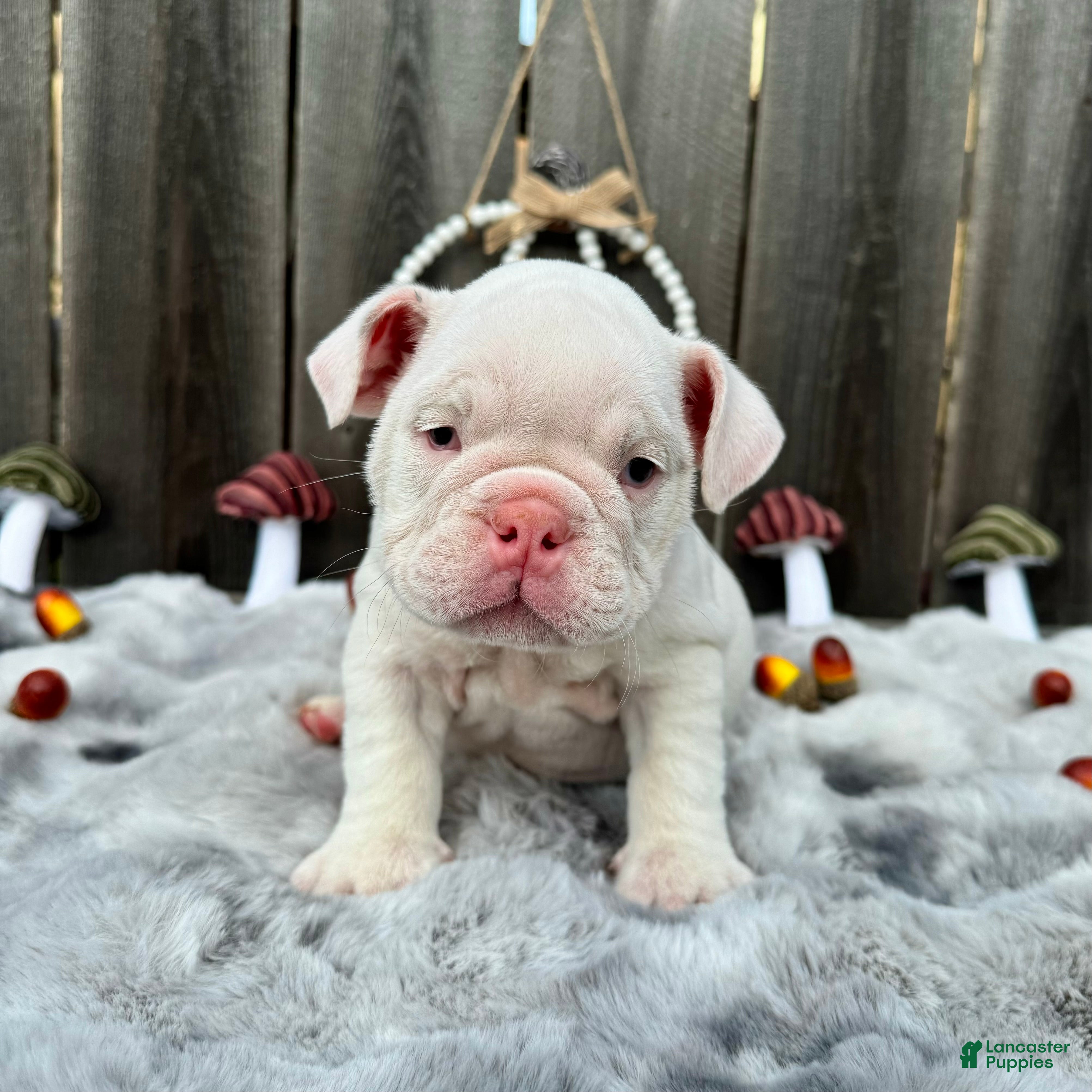 English Bulldog dogs Petunia  - Ad 2
