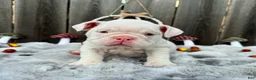 English Bulldog dogs for sale: Petunia  - Ad 2
