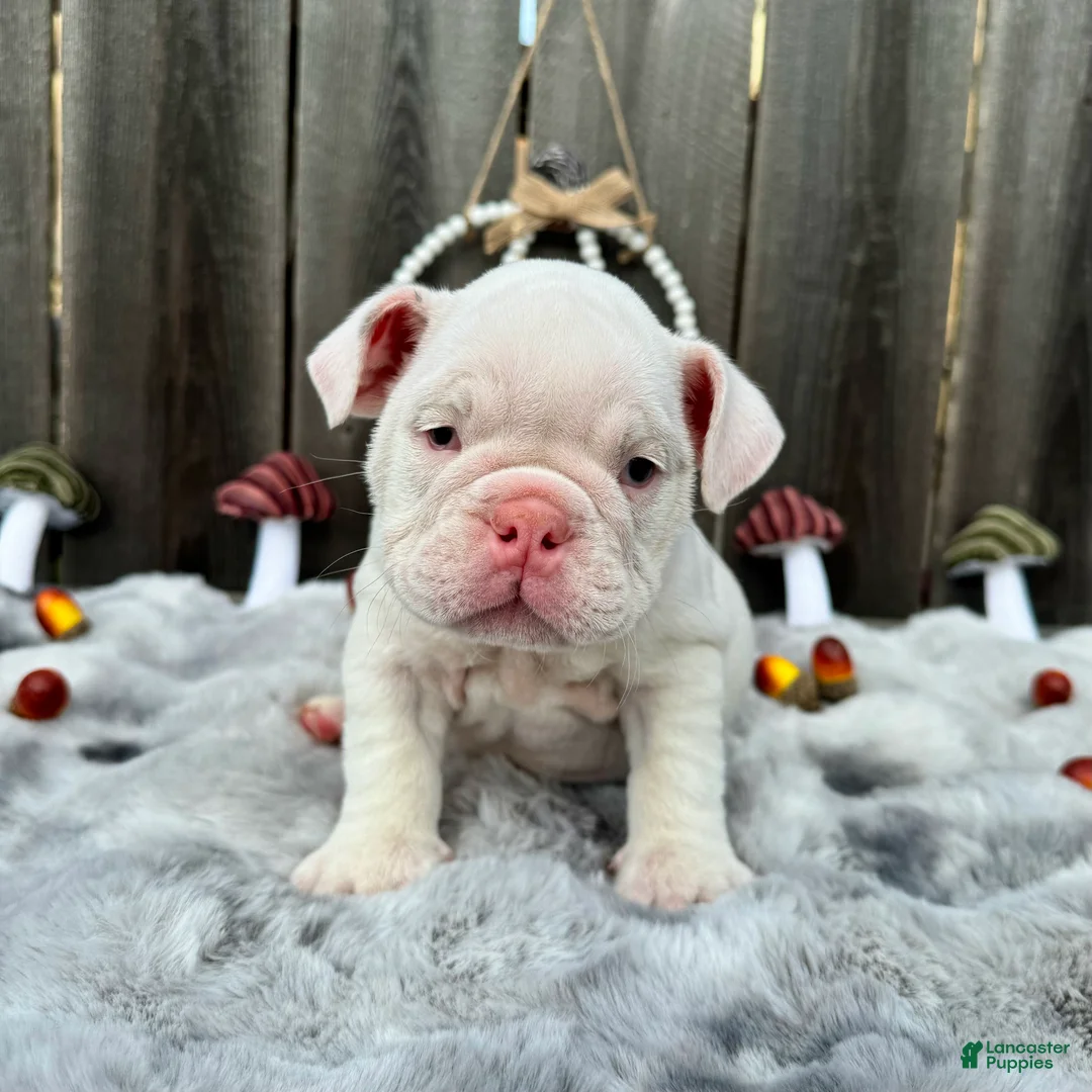 English Bulldog dogs for sale: Petunia  - Ad 2