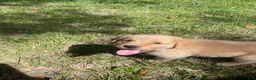 Golden Retriever dogs for sale: Golden Retriever 6 - Ad 7