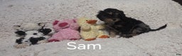 Cockapoo dogs for sale: Sam - Ad 4