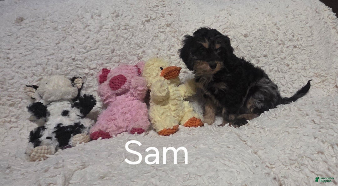 Cockapoo dogs for sale: Sam - Ad 4