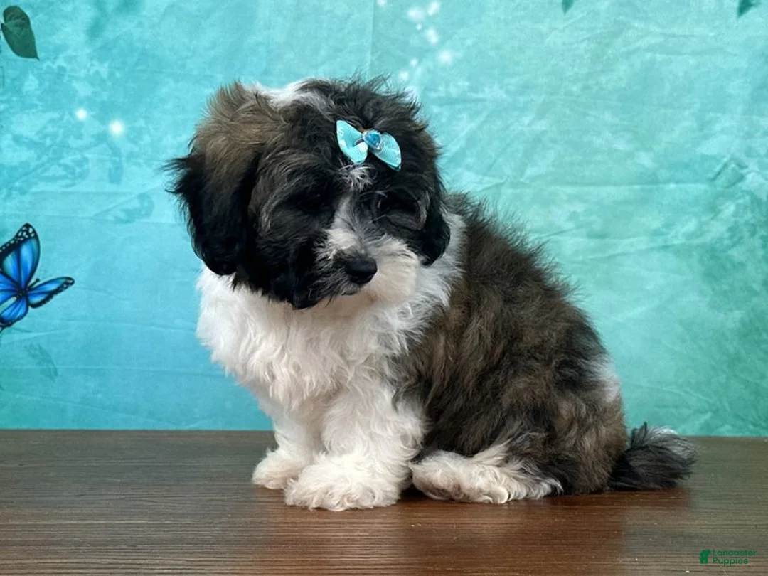 Mixed Breed dogs for sale: Alaska - Ad 1