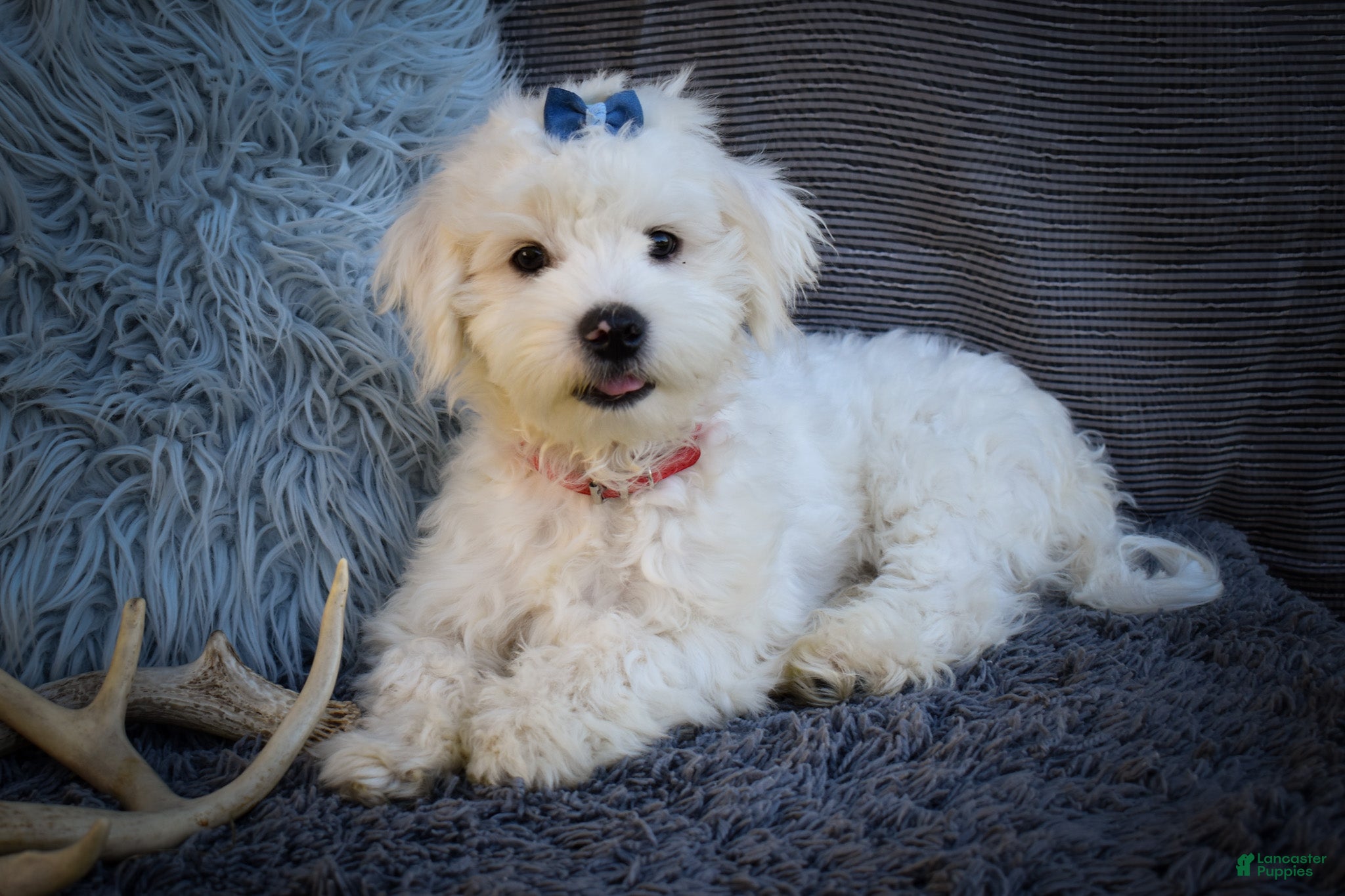 Maltese dogs for sale: Baxter 🐶 - Ad 1