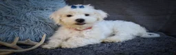 Maltese dogs for sale: Baxter 🐶 - Ad 1
