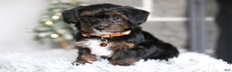Yorkiepoo dogs for sale: Emmitt - Ad 14