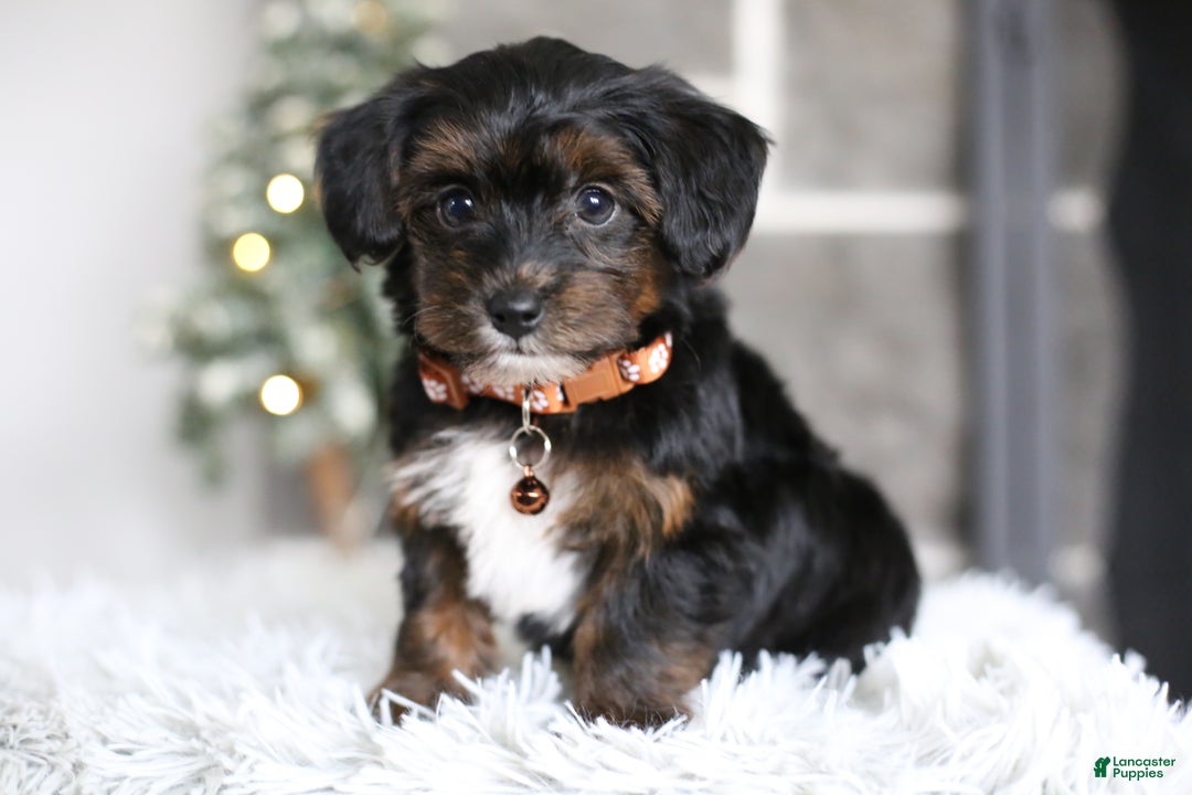 Yorkiepoo dogs for sale: Emmitt - Ad 14