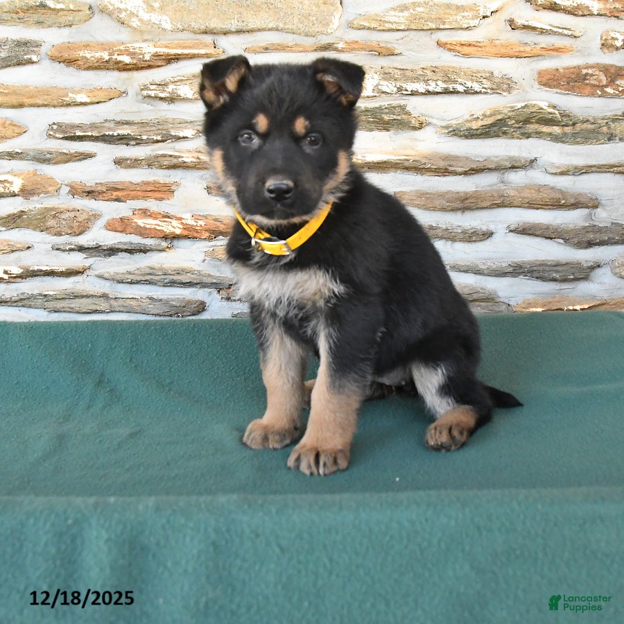 German Shepherd dogs Maria  - Ad 42
