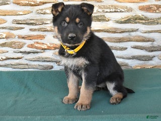 German Shepherd dogs Maria - Ad 8