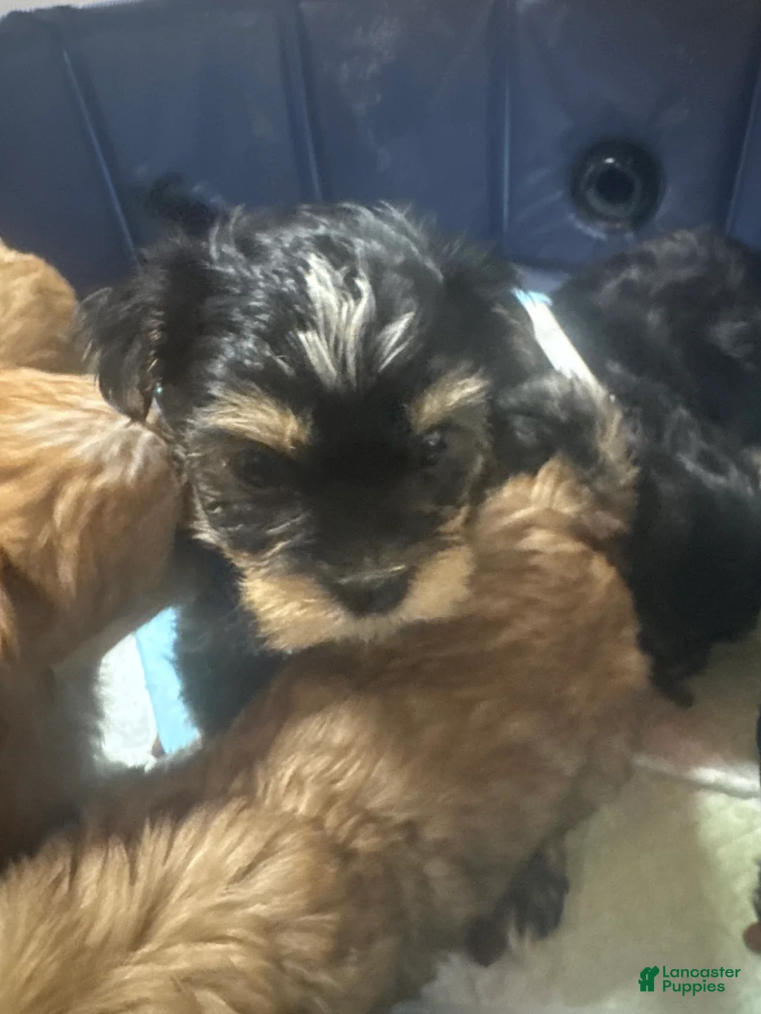 Mixed Breed dogs for sale: Machito  - Ad 2
