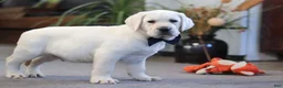 Labrador Retriever dogs for sale: Buster - Ad 6
