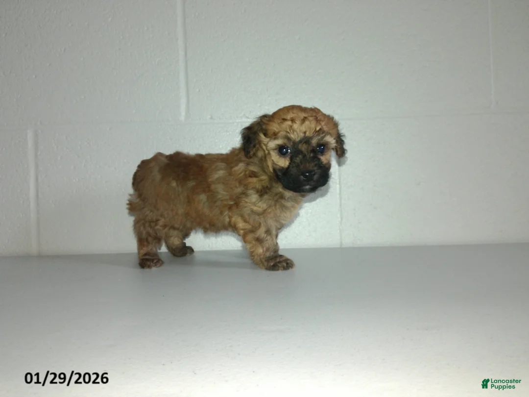 Yorkiepoo dogs for sale: Cody - Ad 1