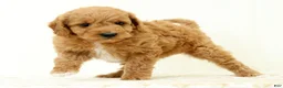 Mini Goldendoodle dogs for sale: Lilly - Ad 5