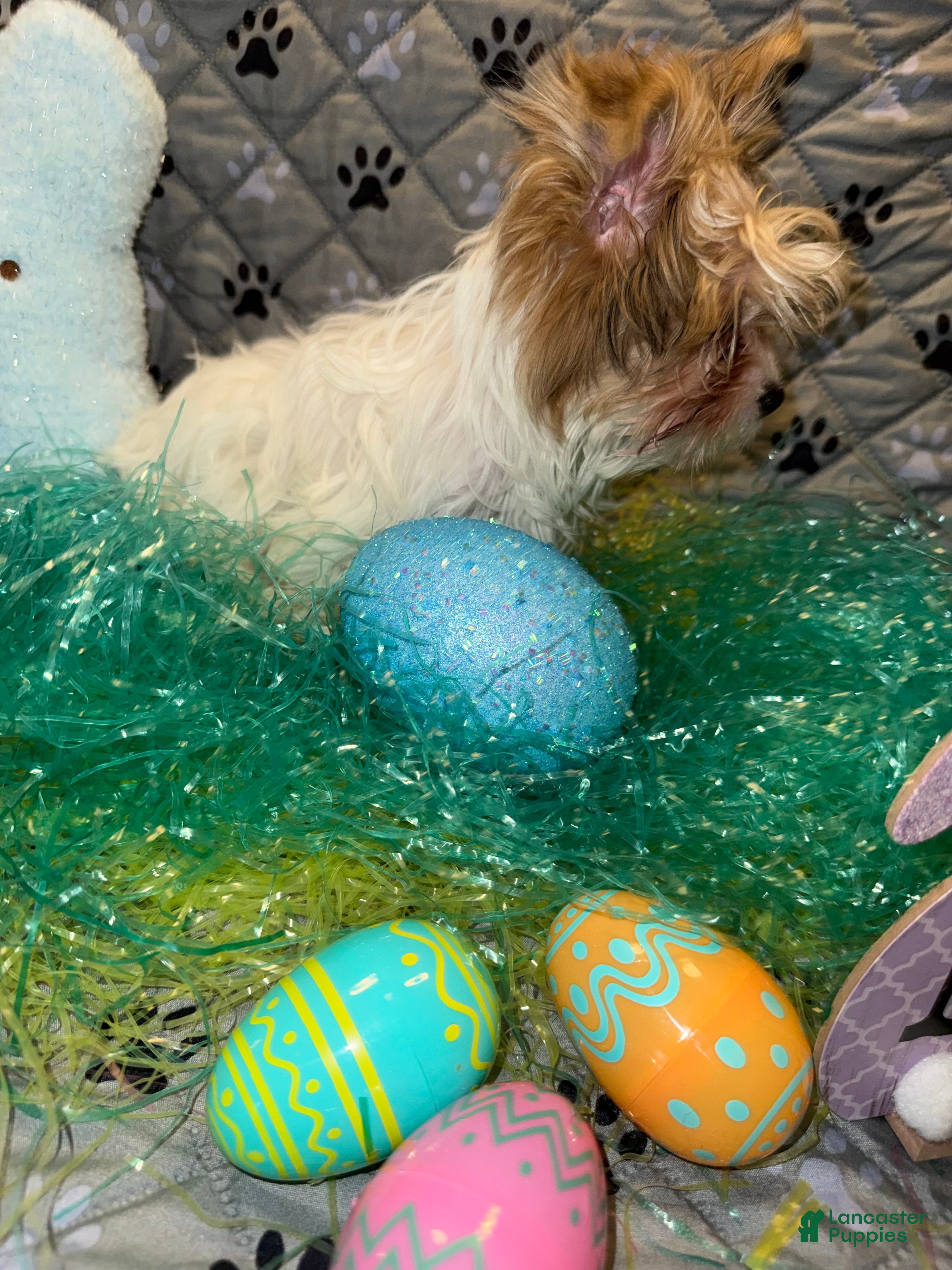 Yorkshire Terrier dogs for sale: Blaze - Ad 5