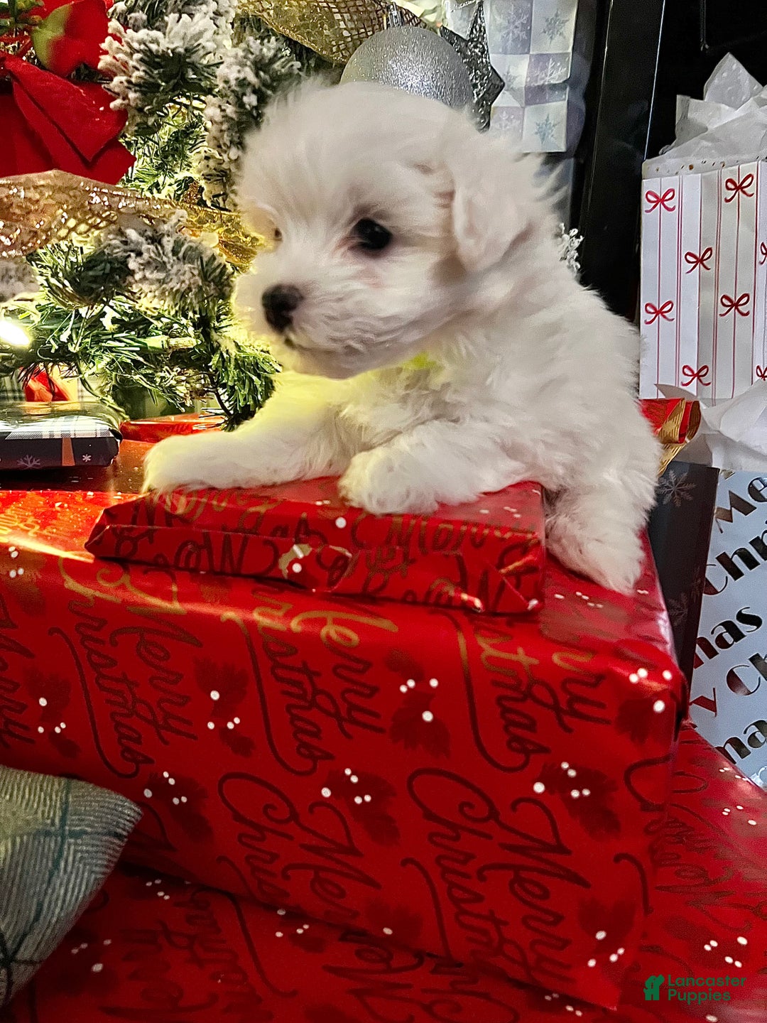 Maltese dogs for sale: Sugar - Ad 7